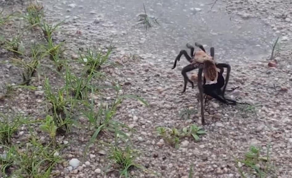 Internetda tarantula o‘rgimchagi va tropik hasharotning ayovsiz jangi videosi tarqaldi