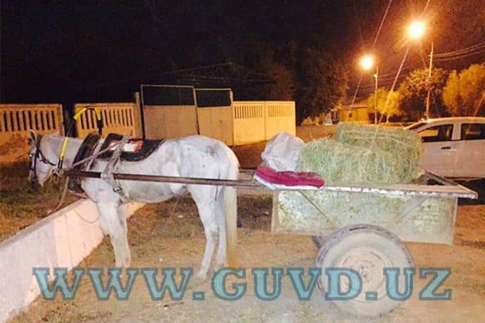 Toshkentda ot aravaga katta miqdordagi marixuana yashirgan shaxs qo‘lga tushdi