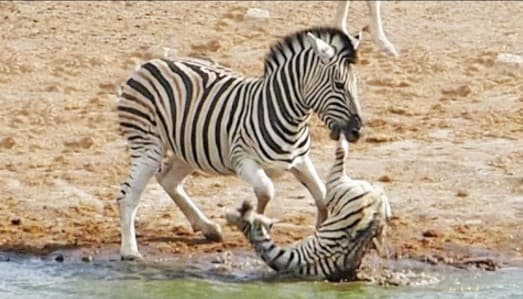 Video: Ona zebra farzandini otaning changalidan qutqarib qoldi