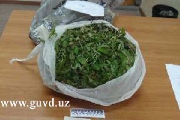 Sergeli tumanida fuqaro 3 kilogramm marixuana bilan ushlandi