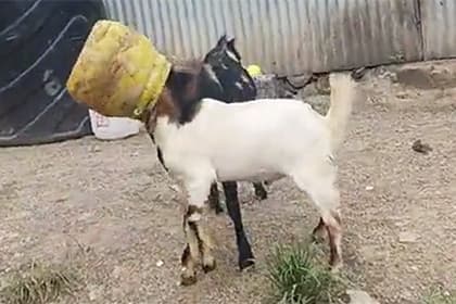 Nepalda ikkita echki bitta xumchada tiqilib qoldi (video)