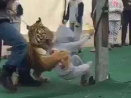 Saudiya Arabistonidagi reklama shousi paytida yo‘lbars qizchaga hujum qildi