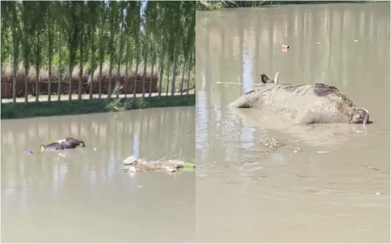 В Ферганской области проверяют видео с тушами животных в канале