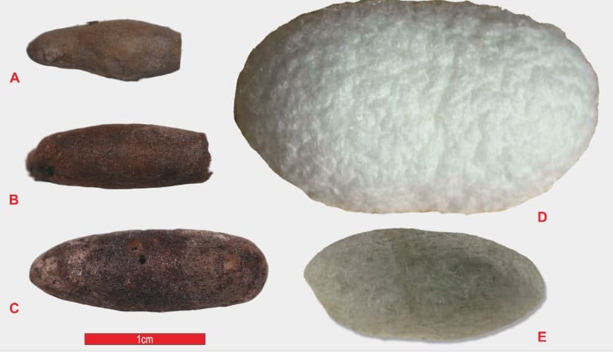 Scientists discover 4,000-year-old silk production in Uzbekistan, predating the Silk Road by nearly 2,000 years