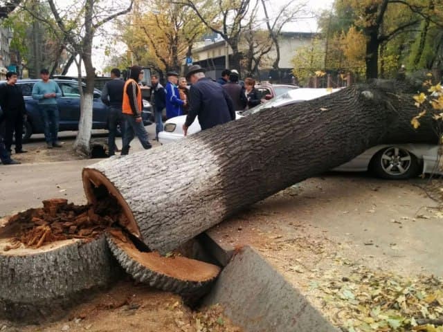 В Ташкенте проведут инвентаризацию деревьев и кустарников