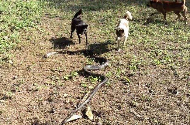 Tailandda itlar o‘z egasini kobradan saqlab qolishdi 