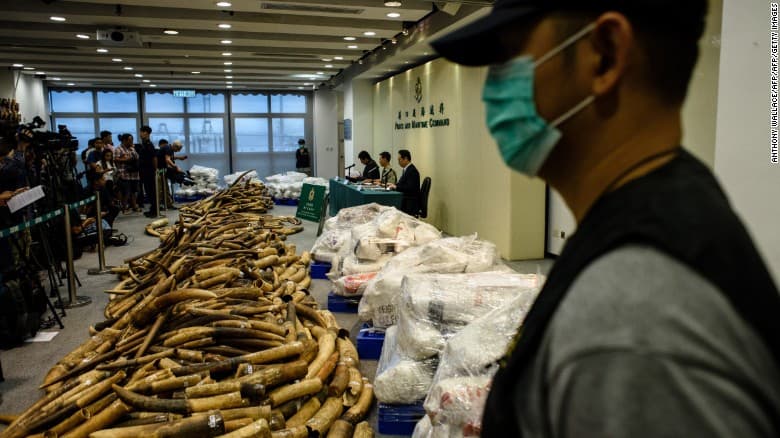 Hongkongda 30 yil ichidagi eng yirik fil suyagi partiyasi ushlandi