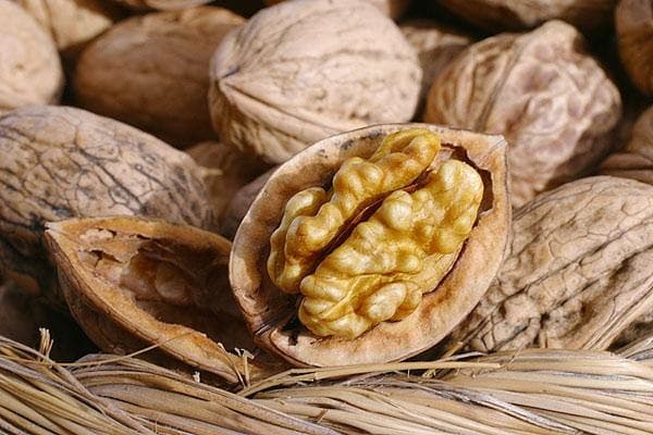 Yong‘oq plantatsiyasi tashkil etish uchun nimalarni bilish va qilish kerak? 