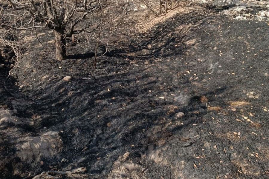 Piskentda haydovchining ehtiyotsizligi oqibatida qariyb 16 ming tup olxo‘ri daraxti yonib ketdi
