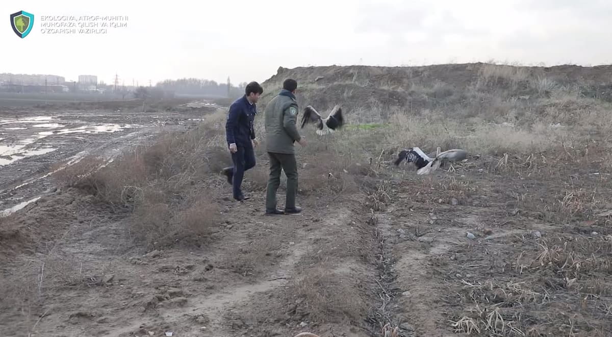 Toshkentdagi xonadonlardan birida Turkiston oq laylaklari saqlanayotganligi aniqlandi