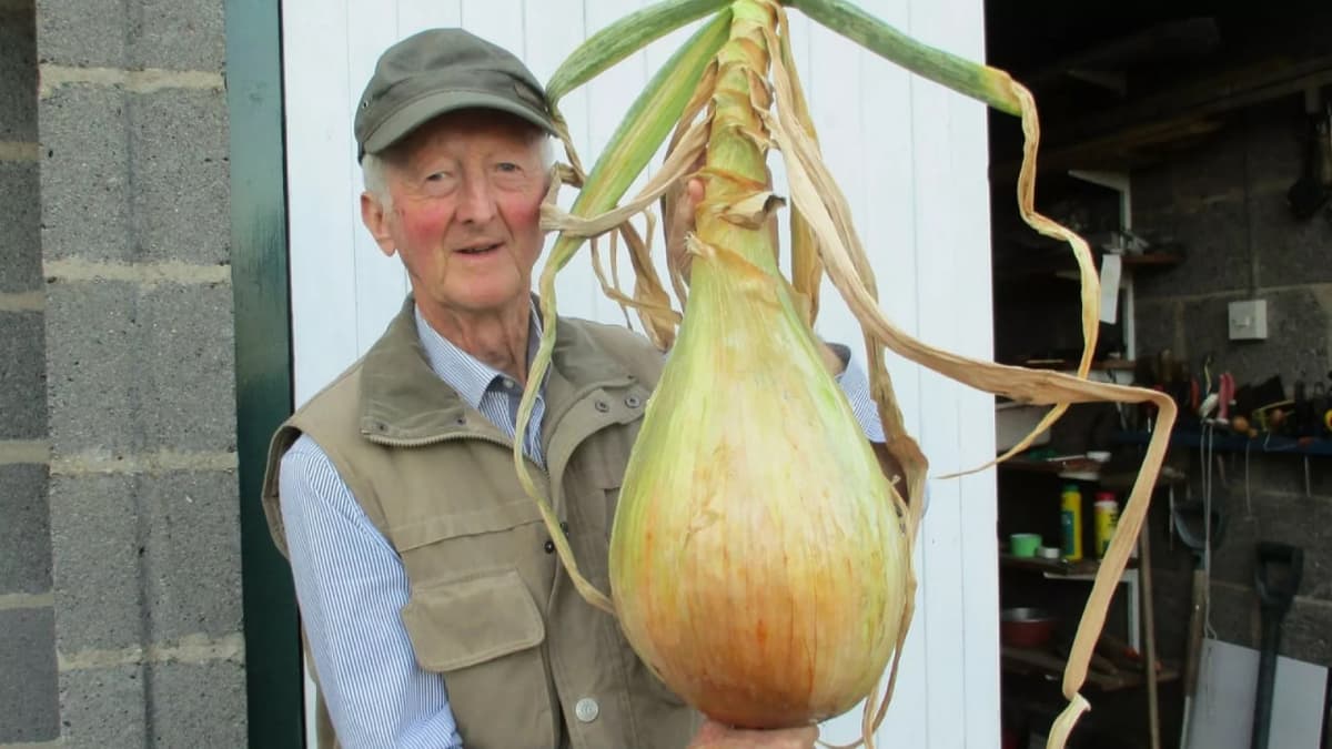Ulkan baqlajondan uzun loviyagacha. Angliyalik pensioner gigant sabzavotlar yetishtirish bo‘yicha 25 marta rekord o‘rnatdi