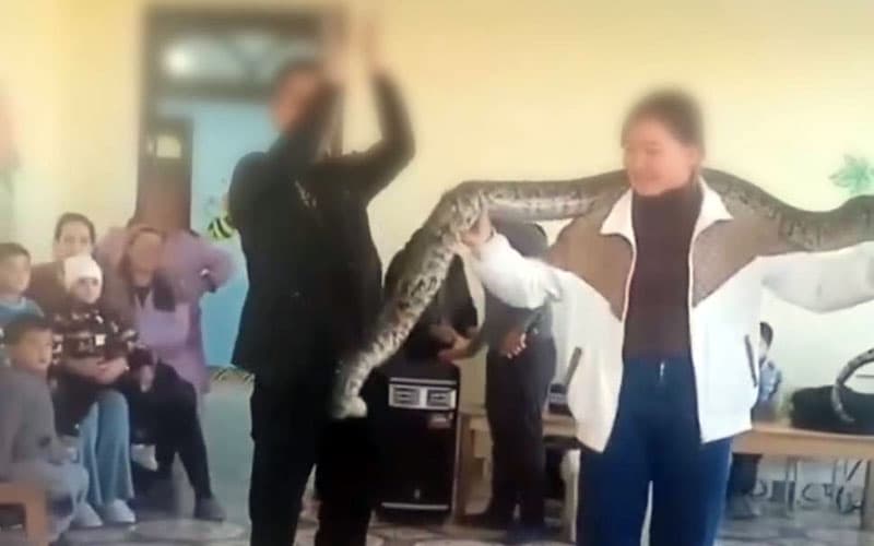 В детских садах и школах Кошрабатского района проведены неразрешенные представления с тигровым питоном