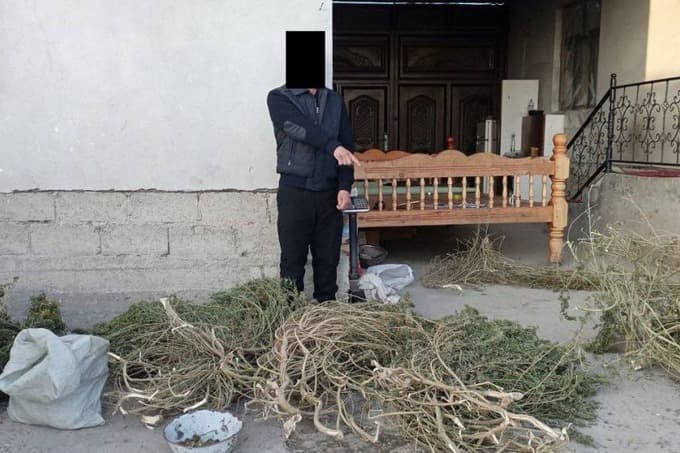 Самарқанд вилоятидаги хонадондан қарийб 32 кг марихуана топилди