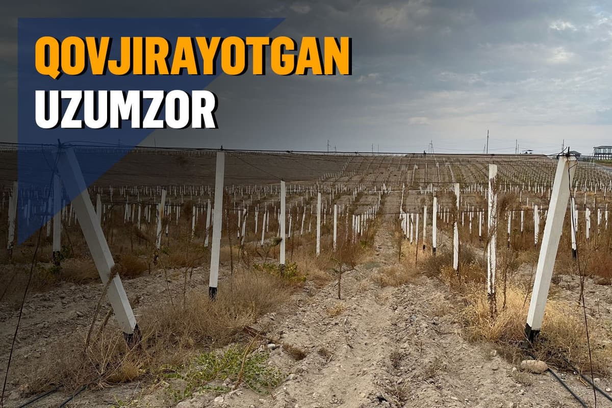 Oltiariqda adirlikka barpo qilingan uzumzorning katta qismi qurib bitdi: aybdor hamma va hech kim