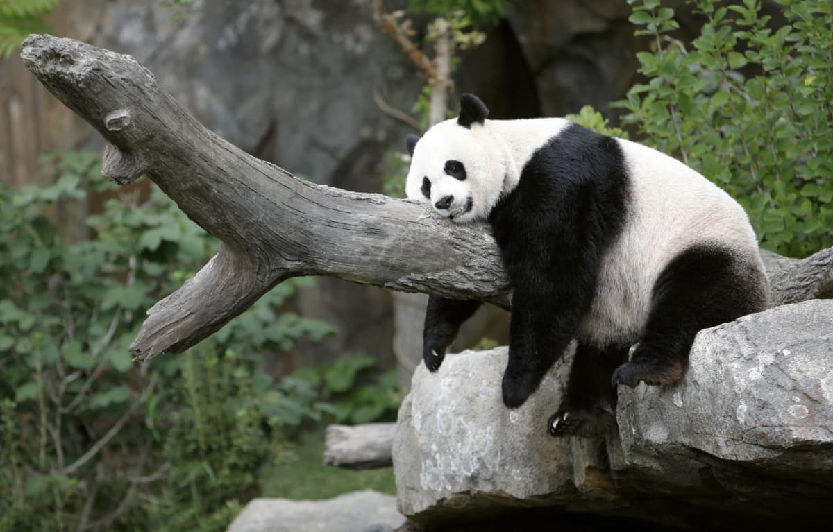 «Panda diplomatiyasi»: Xitoy AQShga pandalarni qaytaradi