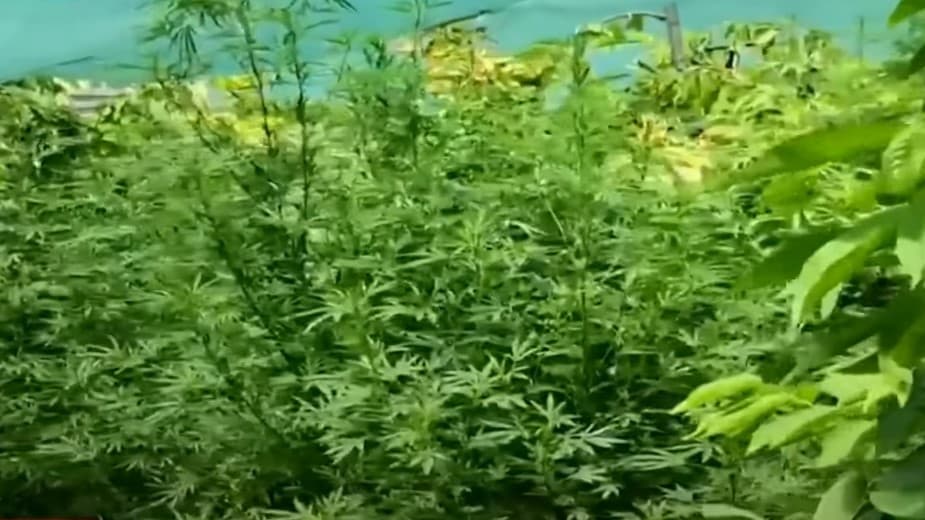 В Самарканде мужчина вырастил дома 674 куста каннабиса