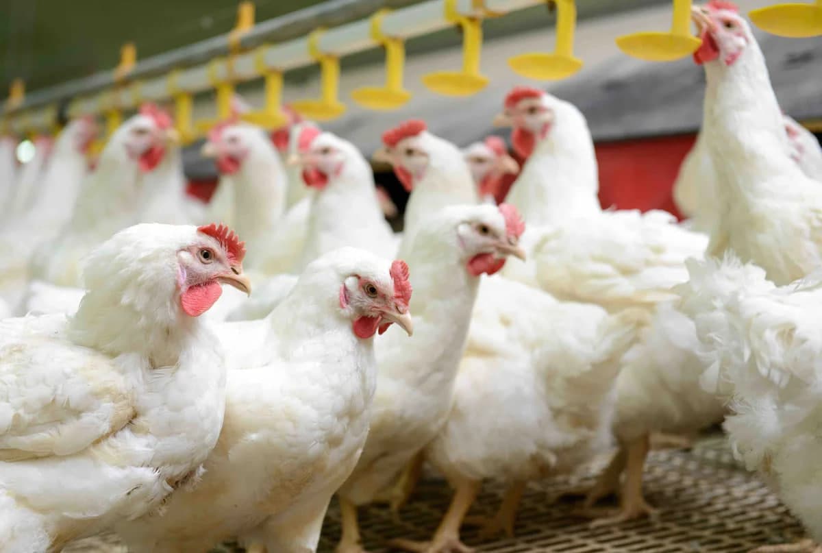 India’s Avee Broilers may establish a $43 million poultry production facility in Uzbekistan