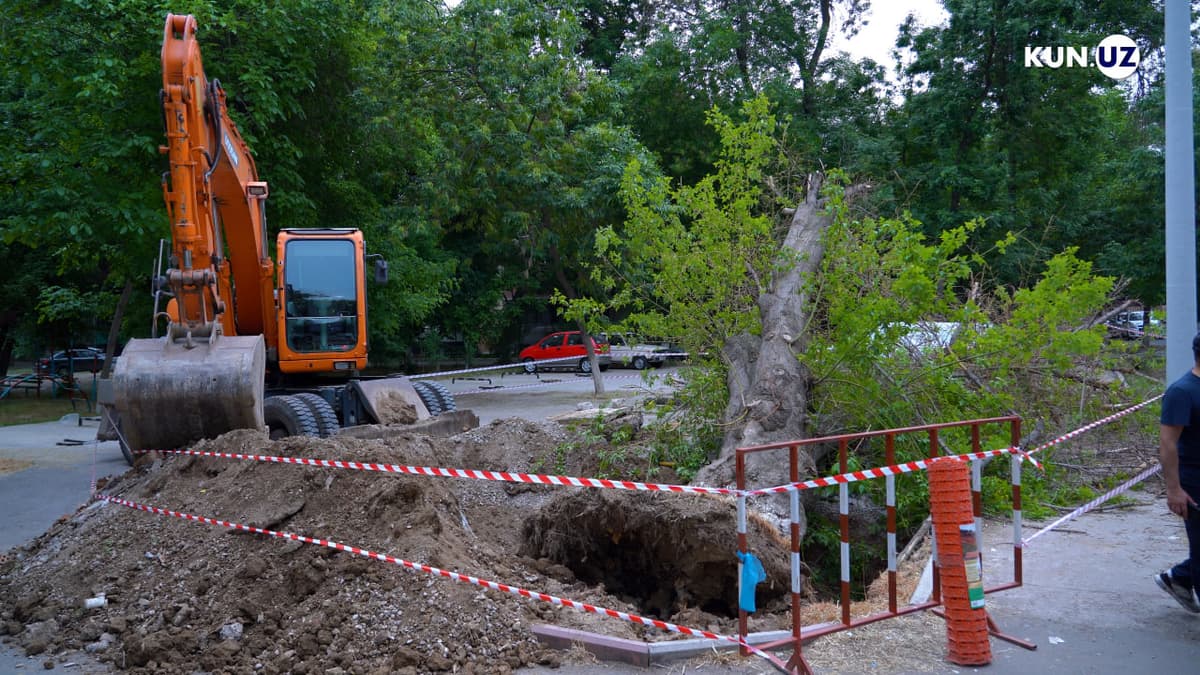 Чилонзорда дарахт қулаши оқибатида ёш бола вафот этиши ҳодисаси юзасидан тергов бошланди