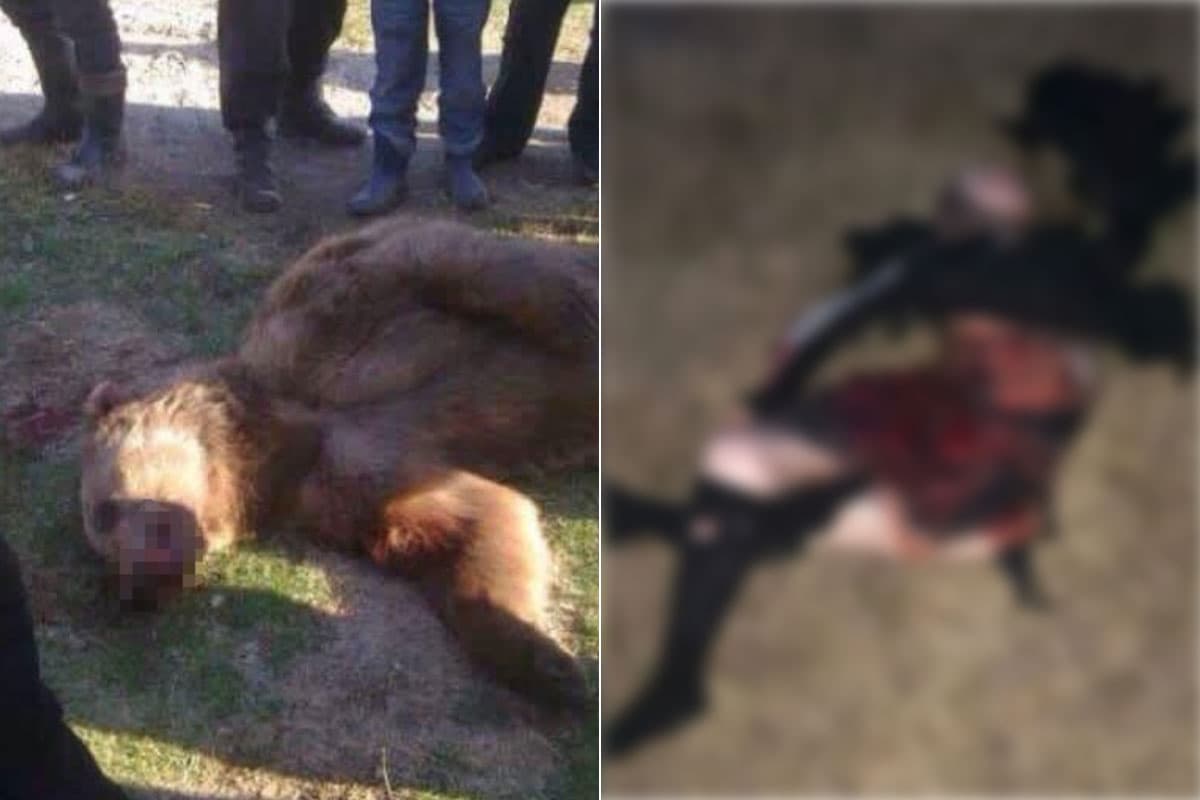 В Джизакской области опровергли слухи о нападении медведя на людей