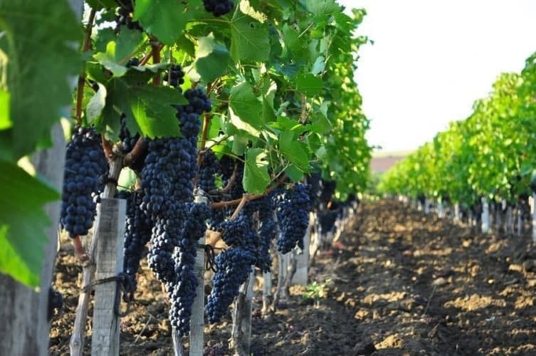 Uzbekistan’s grape cultivation down