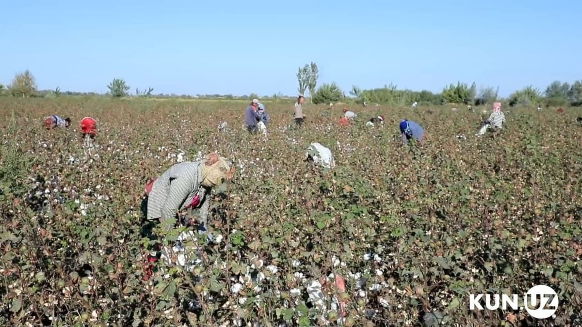 Ministry of Education condemns illegal involvement of teachers in cotton harvesting