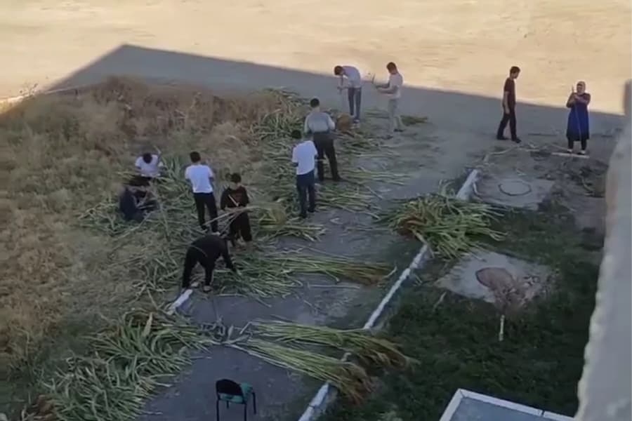 «Tomoshaga tushgan», «o‘quv dasturining bir qismi» - Buxoroda supurgi yasashga chiqarilgan talabalar bo‘yicha ikki xil izoh berildi