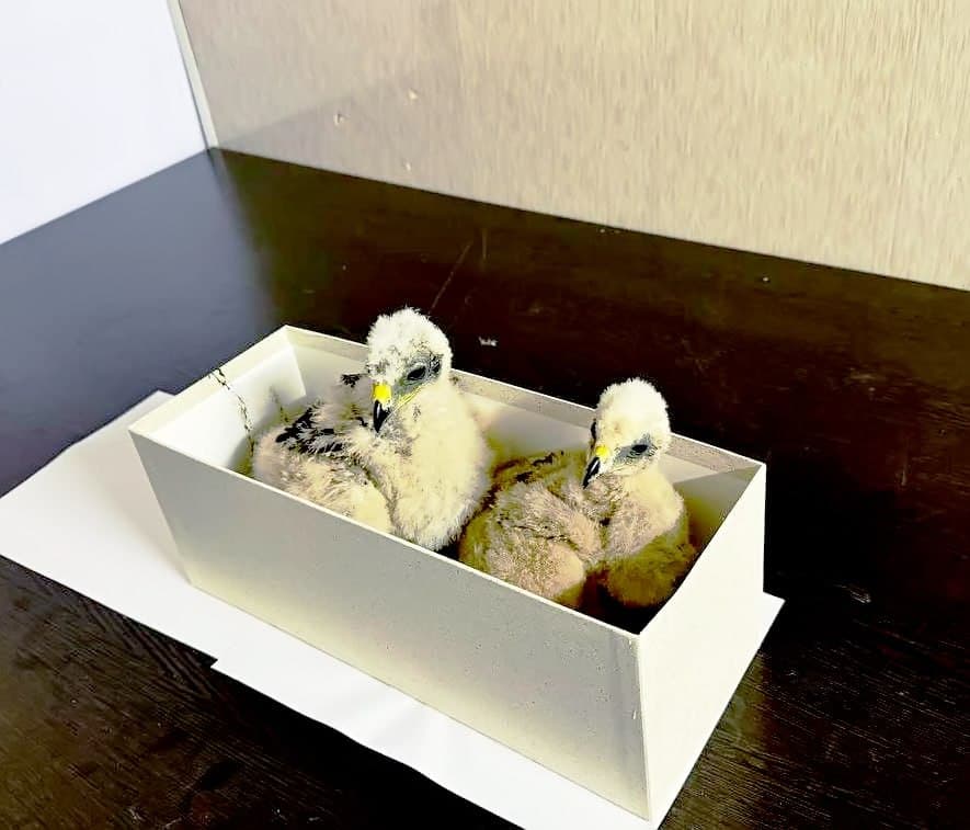Individual attempting to smuggle two hawk chicks detained in Tashkent region
