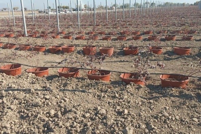 UAE company to invest $30 million in a berry farm in Andijan region