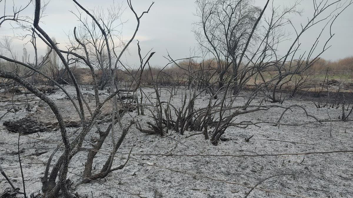 Ohangarondagi bog‘da 1,5 mingga yaqin daraxt yoqib yuborilgani aytildi