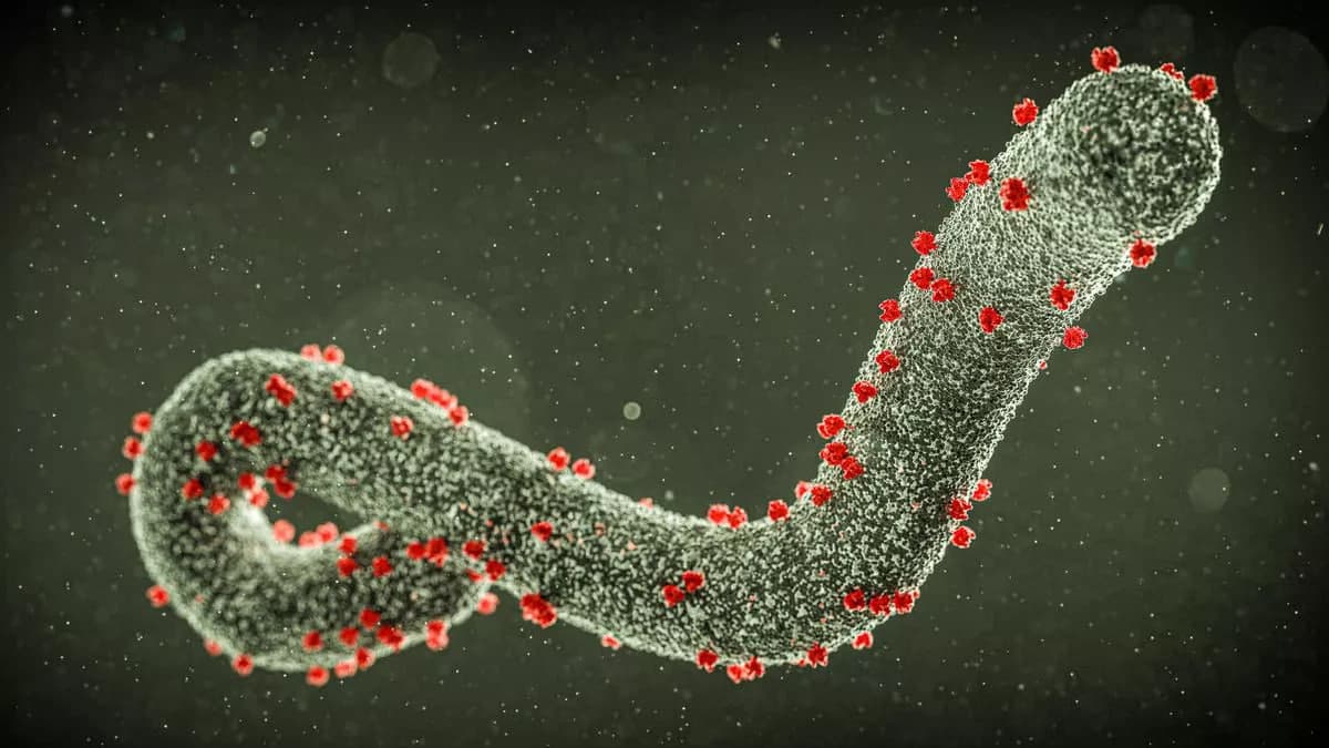 Marburg virusi: JSST yangi global epidemiya xavfidan ogohlantirdi