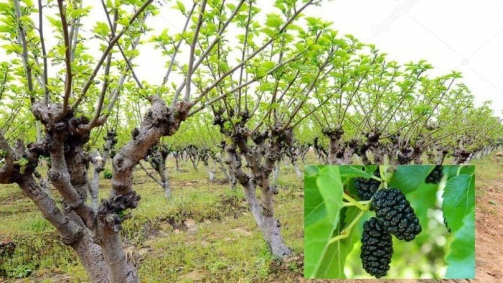 O‘zbekistonda dala chetlarida ekilgan tut daraxtlari soni 500 millionga yetkaziladi