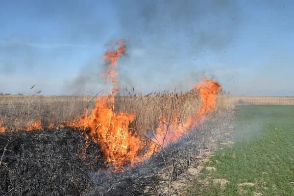 Toshkent viloyatida dala yong‘inlari oqibatida tabiatga 5 mlrd so‘mlik zarar yetdi