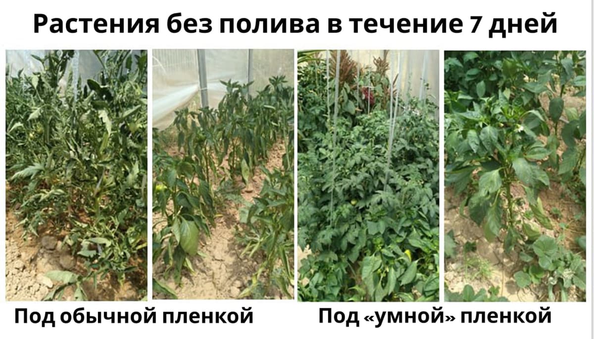 Ученые Узбекистана создали «зелёную теплицу», работающую без использования топлива
