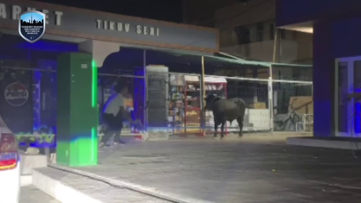 Toshkentda kushxonadan qochgan buqa otib o‘ldirildi