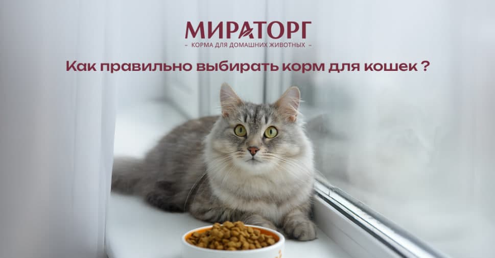 Как правильно выбирать корм для кошек ?