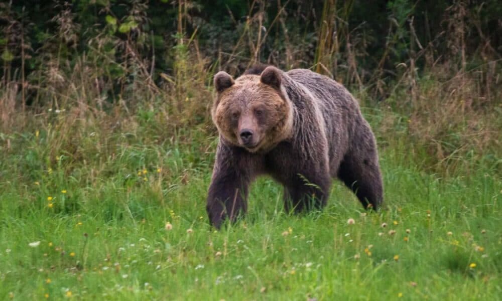 Slovakiyada 350 tagacha ayiqni otishga ruxsat berildi