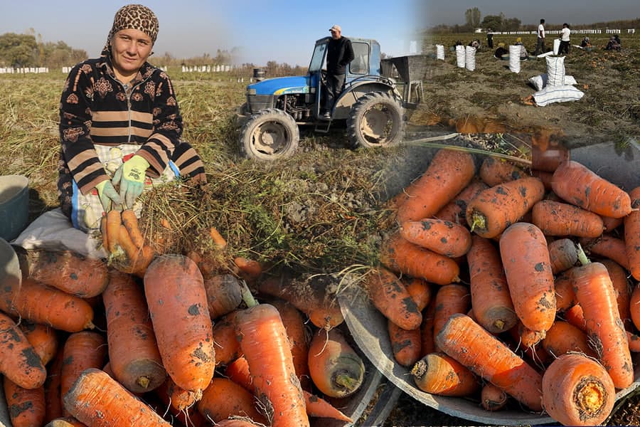 «Получаем до 50 тонн урожая с гектара»: путешествие на морковное поле в Куве