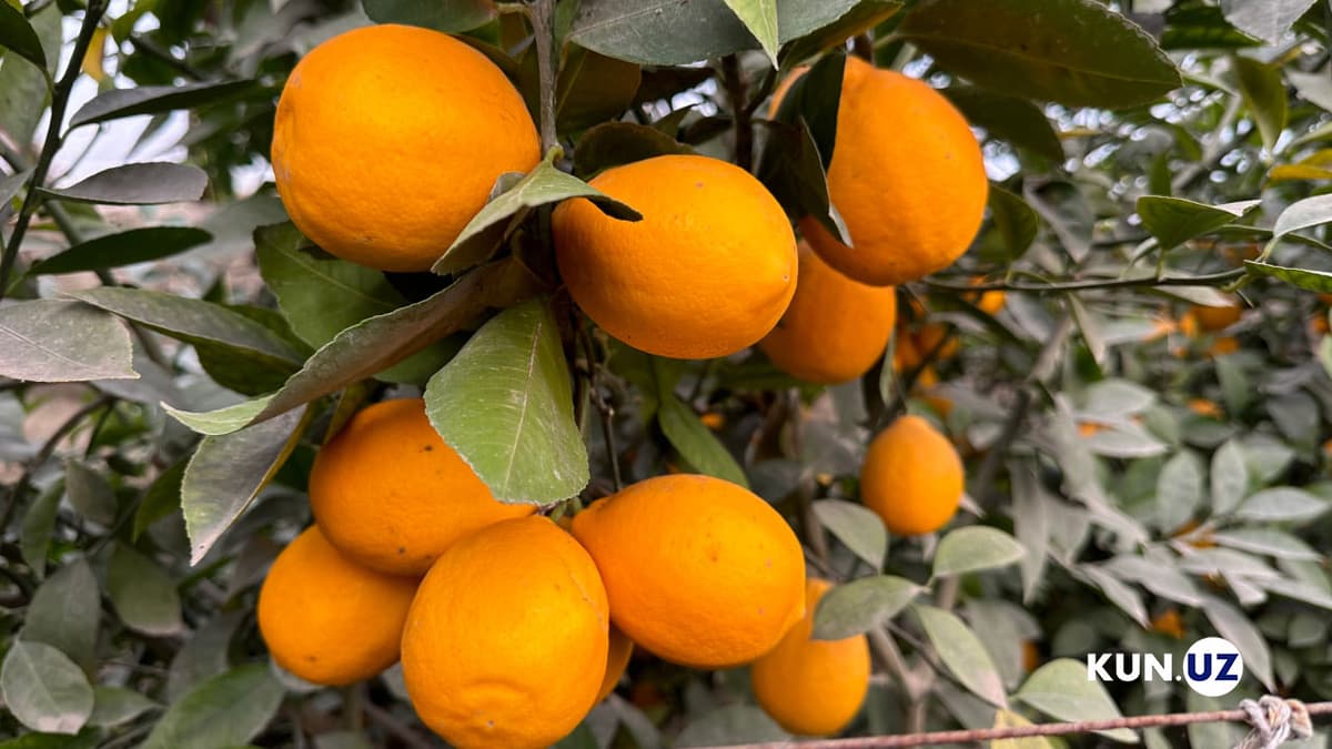 Limonchilikka ixtisoslashgan mahallalar infratuzilmasi yaxshilanadi