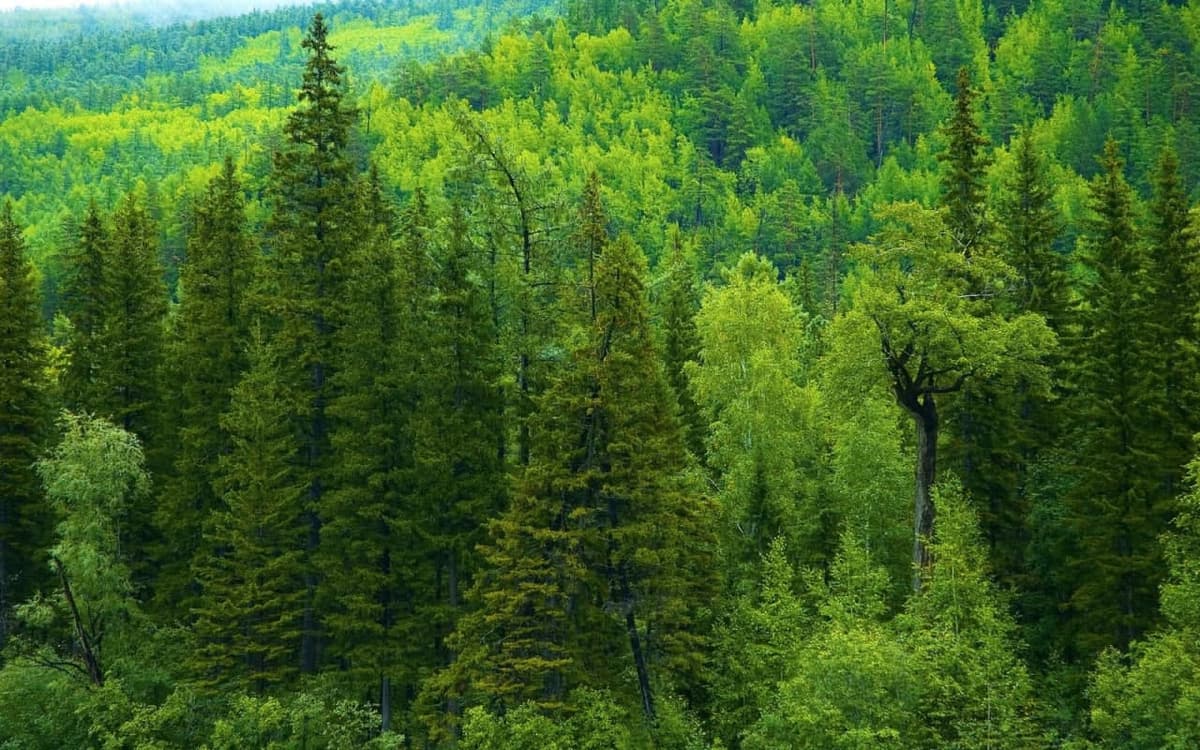 Dunyoda o‘rmonlar qisqarmoqda: 2025 yilgi dinamika