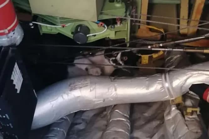 Italiyada mushuk sabab samolyot parvozi ikki kunga kechiktirildi