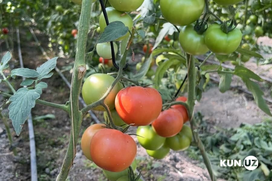 Meva-sabzavotlarga minimal eksport narxlari bekor qilinadi