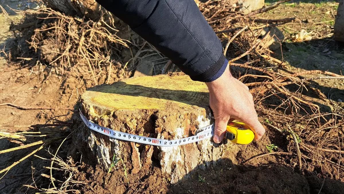 Jizzaxda tut daraxtlari kesilishi oqibatida 738 mln so‘mlik zarar yetkazildi