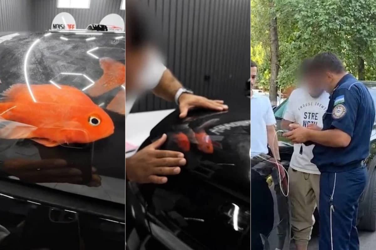 Toshkentda kapotida baliqlar bilan kontent olgan haydovchi jarimaga tortildi