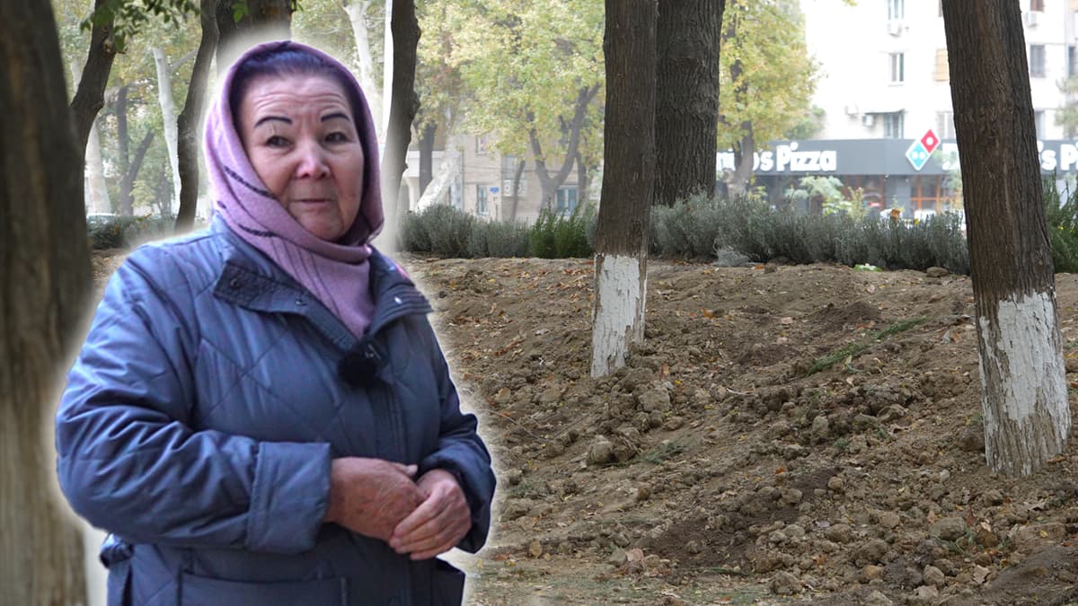 Toshkent markazida o‘nlab daraxtlar xavf ostida - reportaj