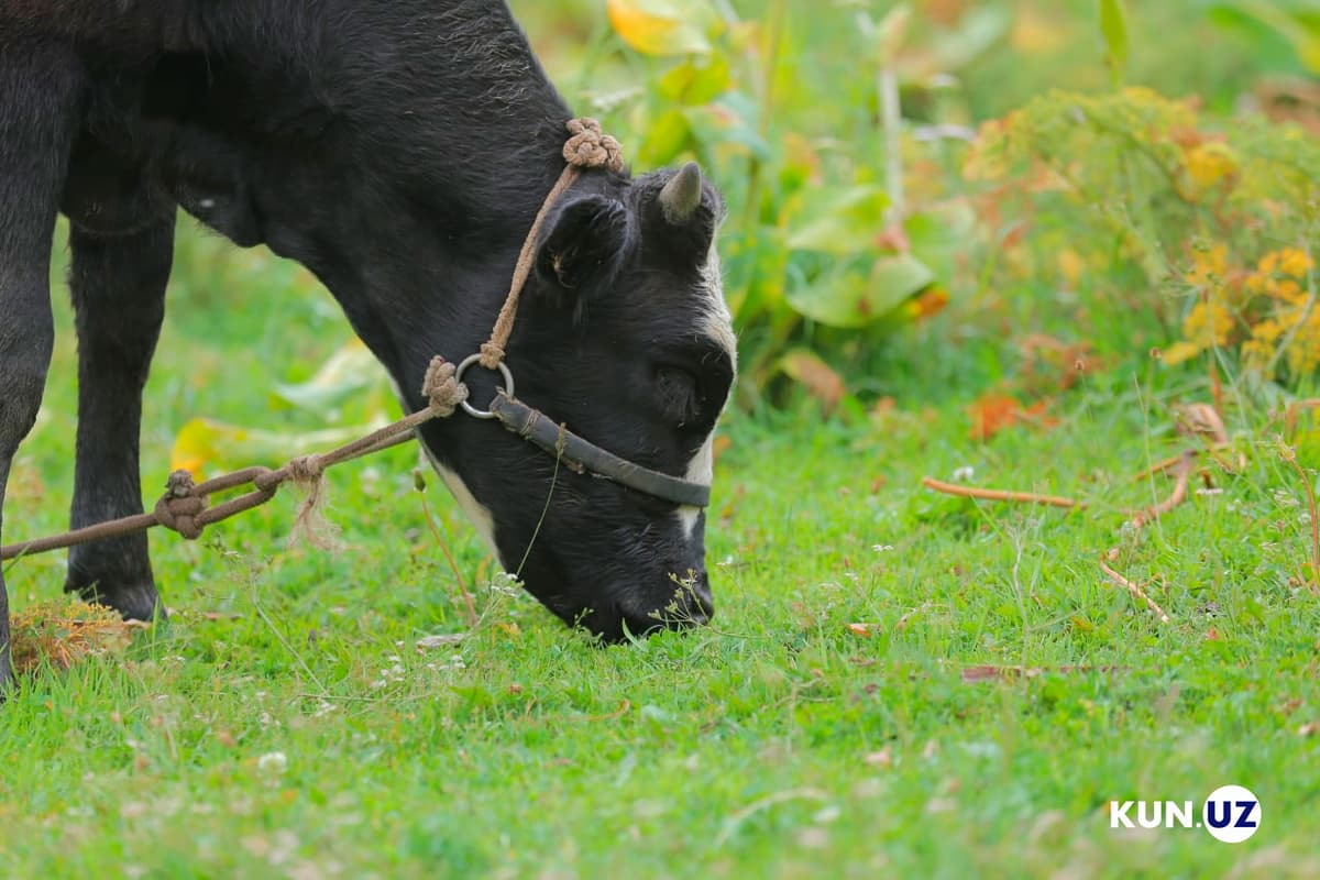 Uzbekistan to launch nationwide animal identification database