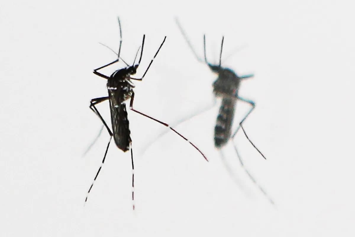 Xitoyda chikungunya epidemiyasiga qarshi kurashish uchun ulkan kannibal-chivinlar yuborildi
