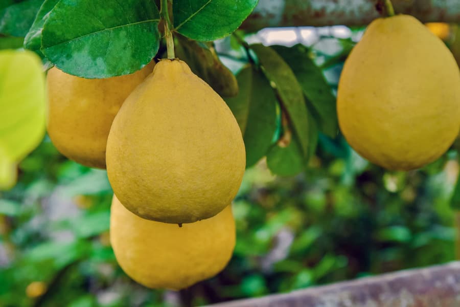 Limonchilik sohasini qo‘llab-quvvatlash choralari belgilandi
