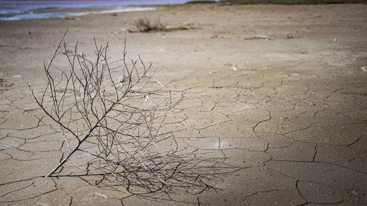 Uzbekcosmos to monitor soil salinity with satellite imagery
