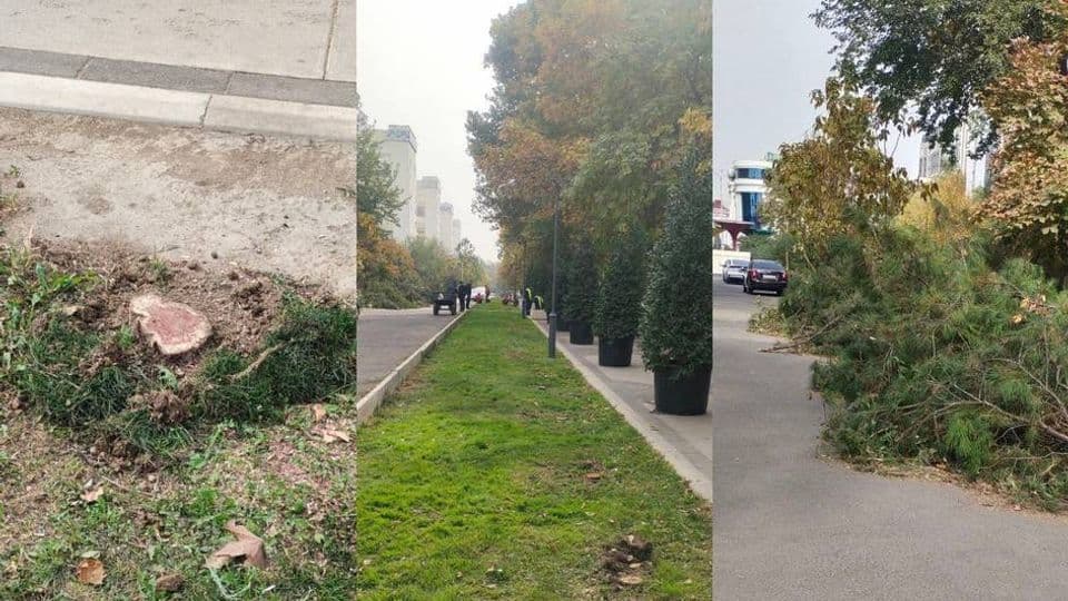 Toshkentda 144 tup archa kesib tashlandi