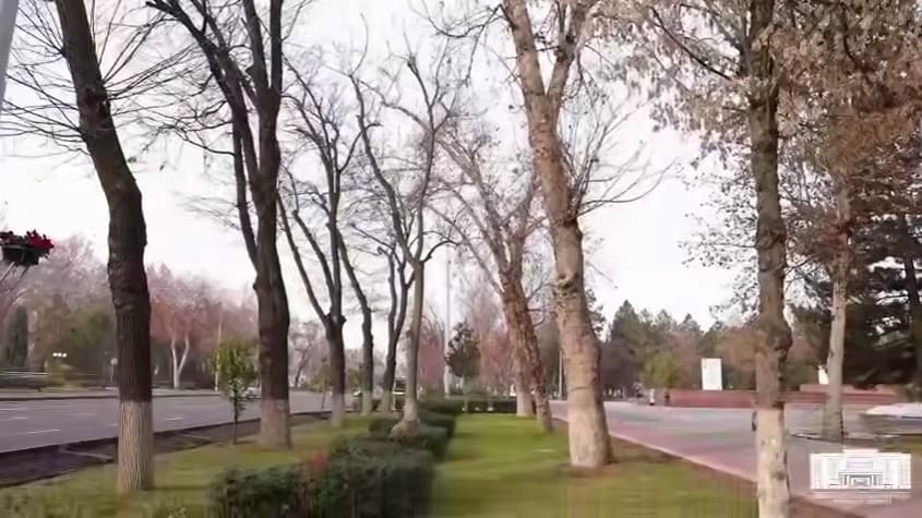 Более чем у 200 деревьев на центральных улицах Ташкента выявлены признаки заболеваний